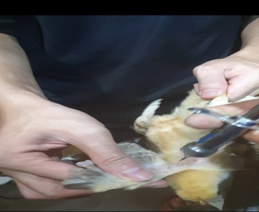 Cần biết quy trình tiêm vắc xin cho gà con để đảm bảo sức khỏe của gia cầm